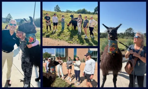 A collage of photos where students, faculty, and staff at the UCCS Lane Center smile and interact with two llamas wearing colorful scarves during a Milestones Resilience Care animal-assisted therapy event hosted by the Lyda Hill Institute for Human Resilience. The collage shows groups of attendees petting and taking photos with the llamas on a sunny day.